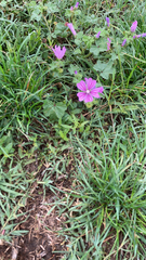 Malva sylvestris