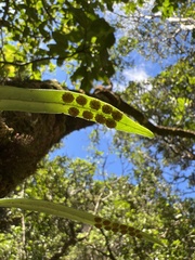 Lepisorus thunbergianus