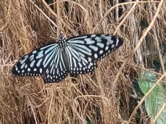 Ideopsis vulgaris
