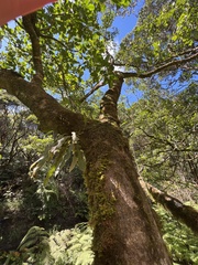 Lepisorus thunbergianus