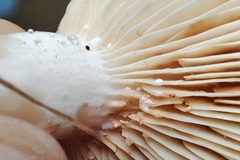 Lactarius fuliginosus