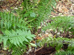 Asplenium bulbiferum