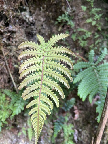 Sadleria wagneriana