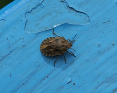 Eurygaster testudinaria