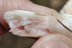 Lactarius fuliginosus