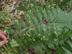Asplenium bulbiferum