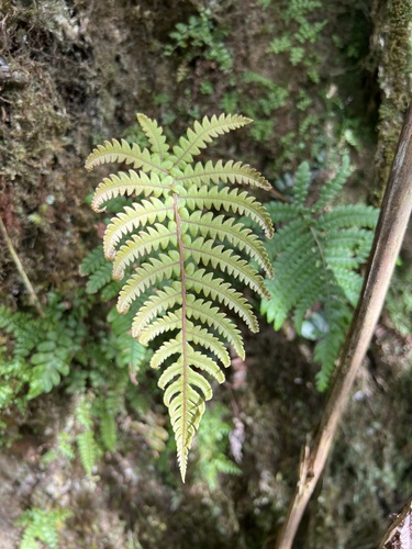 Sadleria wagneriana observed 2022-09-27