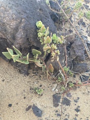 Patellifolia procumbens image