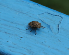 Eurygaster testudinaria