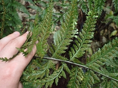 Asplenium bulbiferum