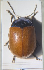 Chrysomela saliceti