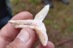 Lactarius fuliginosus