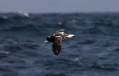 Procellaria aequinoctialis