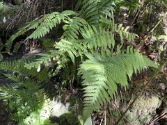Ctenitis latifrons