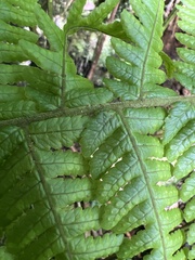Ctenitis latifrons