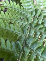 Ctenitis latifrons