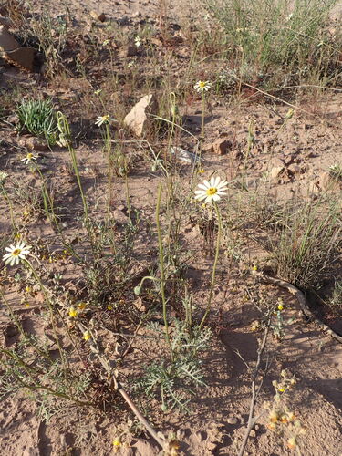 Image of Ursinia speciosa by no rights reserved