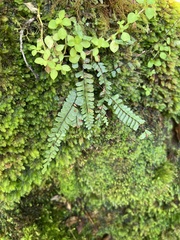 Asplenium hobdyi
