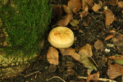 Paxillus involutus