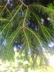 Picea morrisonicola