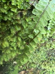 Asplenium hobdyi