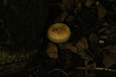 Paxillus involutus