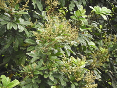 Cupania