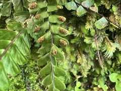 Asplenium hobdyi