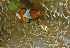 Amphiprion ocellaris