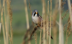 Panurus biarmicus