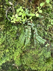 Asplenium hobdyi