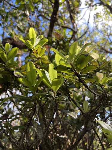 Myrsine kauaiensis observed 2022-09-27