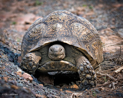 Stigmochelys pardalis