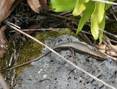 Trachylepis comorensis