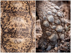 Stigmochelys pardalis