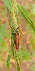 Rhinotia haemoptera