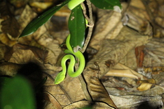 Trimeresurus stejnegeri