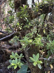 Myrsine kauaiensis