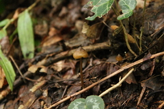 Mycena crocata
