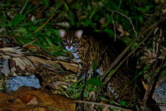 Prionailurus javanensis sumatranus