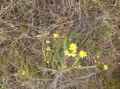 Osteospermum polygaloides