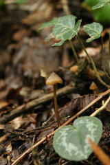 Mycena crocata