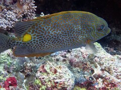 Siganus guttatus