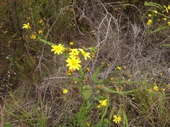 Osteospermum polygaloides