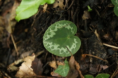 Cyclamen purpurascens