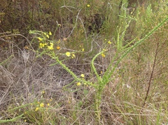 Osteospermum polygaloides