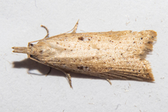Apoctena persecta