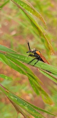 Rhinotia haemoptera