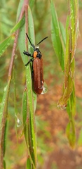 Rhinotia haemoptera