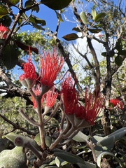 Metrosideros polymorpha
